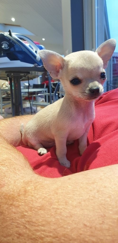 For My Black Love - Chiot disponible  - Chihuahua